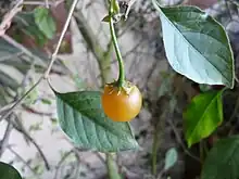 Lycianthes pilifera, Lycianthes repens (ähnliches Bild)