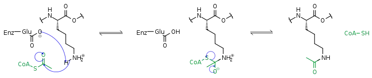 Mechanismus der Lysin-Acetylierung