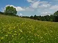 Eine Mähwiese im Naturschutzgebiet Haarberg-Wasserberg 