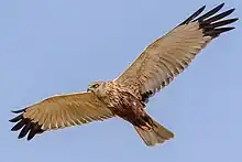 Foto eines fliegenden Rohrweihenmännchens mit braunem Rumpf, grauen Flügeln und schwarzen Flügelspitzen