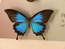 Papilio ulysses