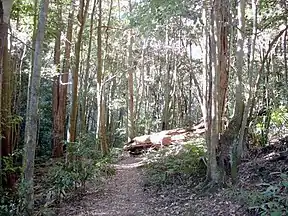 Regenwald im Macquarie-Pass-Nationalpark