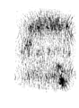 Magnetfeld der Helmholtz-Spule mit Eisenfeilspänen sichtbar gemacht