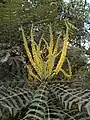 Lomariablättrige Mahonie (Mahonia lomariifolia)