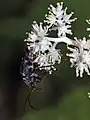 Blütenstand von Maianthemum racemosum subsp. amplexicaule