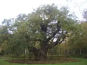 Major Oak im Oktober 2012