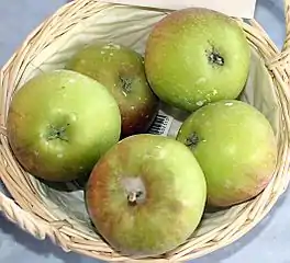 Apfel ‘Suntan’