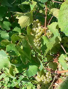 Malvasia Bianca di Basilicata