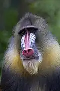 Mandrill