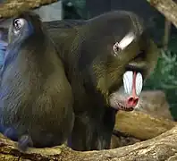 Mandrill