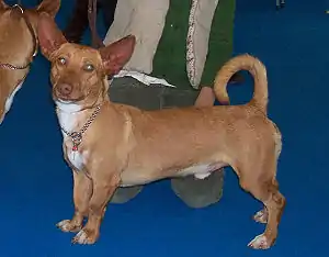 Podenco Andaluz Maneto