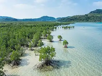 Mangroven auf Iriomote im Süden der Nansei-Inseln