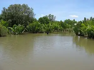 Mangrovenwald, durchsetzt mit Nipapalmen