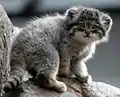 Pallaskatze (Otocolobus manul), Jungtier