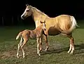 Palomino als Farbzucht