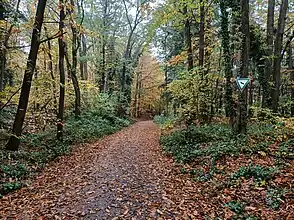 Forstweg im Tal