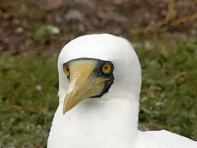 Maskentölpel (Sula dactylatra)