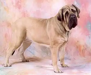 Mastiff