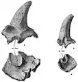 Hornzapfen von Meiolania platyceps (links) und Meiolania mackayi (rechts)