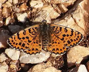 Melitaea didyma