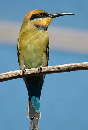 Regenbogenspint (Merops ornatus)