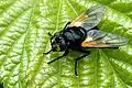 Mittagsfliege (Mesembrina meridiana)