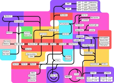 Metabolism pathways (partly labeled)