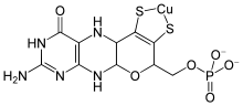 Molybdopterin-Cu