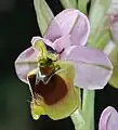 Ophrys tenthrediniferassp. spectabilisSpanien – Mallorca