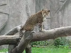 Jaguar