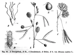 Mimose (Mimosa pudica), Illustration