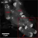 Synechococcus calci­polaris G9, eine Woche gewachsen in BG-11. HAADF-STEM-Auf­nahme von sieben Zellen. Ausschnitt: