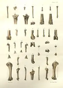 Gezeichnete Tafel mit Knochen von Miocorvus larteti