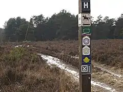 Im Naturpark Südheide, NSG Heideflächen mittleres Lüßplateau