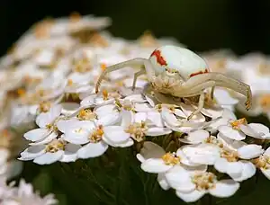 Misumena vatia – weißes Weibchen