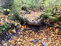 Trockenes Bachbett des Mittelwaldbachs kurz vor dessen eigentlicher Mündung