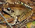 Fleay’s Barred Frog