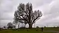 Winteransicht mit Blick auf den zerstörten Hauptstammstumpf