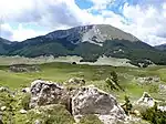 Pollino