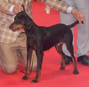 Montenegrinischer Gebirgslaufhund