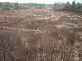 Moorfläche mit Gagelsträuchern (Myrica gale) im Frühjahr