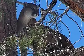 Puma im National Forest