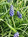 Weinbergs-Traubenhyazinthe(Muscari neglectum)