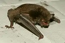 Wasserfledermaus