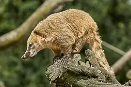 Nasenbär im Zoo Duisburg