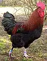 Marans-Hahn, Schwarz Kupfer