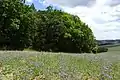 Wald von Südosten