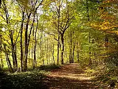 Herbst am Bökerbach