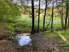 Feuchwiese in der Aue bei Im Poppenberge