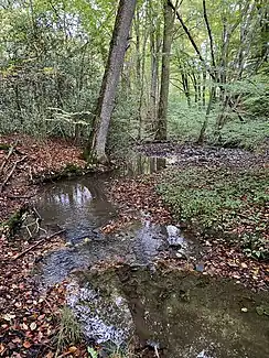 Paasbach bei Eintritt in einen Erlenauwald